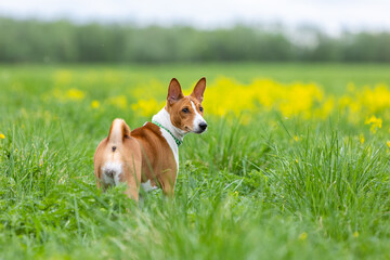 Red basenji puppy stands in a field among green grass and yellow flowers