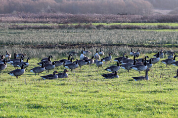 A large flock of Canadian Geese on a field at a nature reserve.