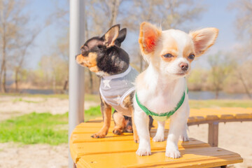 Two mini chihuahua dogs, a puppy and an adult on the background of nature. Black and white dog.