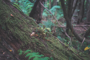 Old mossy trees in rainforest