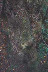 Old mossy trees in rainforest