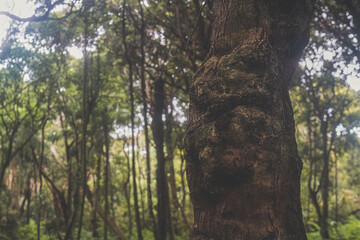Obraz premium Old mossy trees in rainforest