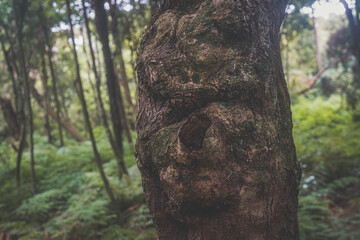 Obraz premium Old mossy trees in rainforest