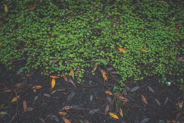 Understory of forest