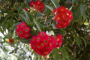 Corymbia ficifolia