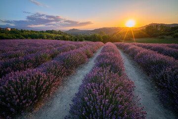 Wonderful sunset over the lavender fields