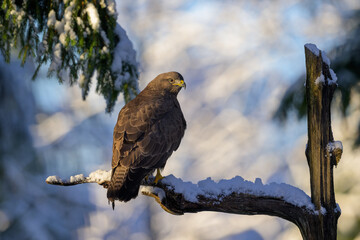 European common buzzard (Buteo buteo) in wintry forest with snow