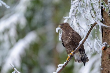 European common buzzard (Buteo buteo) in wintry forest with snow