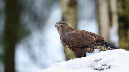 European common buzzard (Buteo buteo) in wintry forest with snow