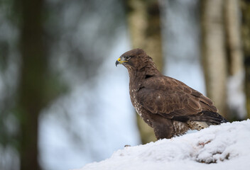 European common buzzard (Buteo buteo) in wintry forest with snow