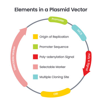 Elements in a Plasmid Vector scientific illustration infographic diagram