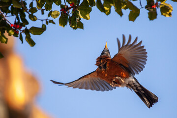 American robin bird in wilderness