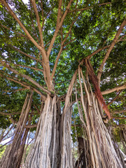 Looking up at canopy of old large banyan tree