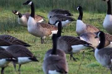 A large flock of geese, including Canadian Geese on a field and hunting for food. This photograph was taken on a cold December morning.