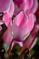 Obraz premium Bright pink cyclamen persicum blooms in a flower bed in urban gardening.