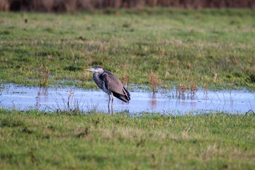 A stunning animal portrait of a Grey Heron in a field