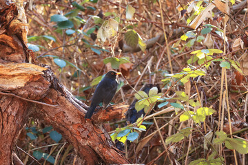 冬のクロウタドリ