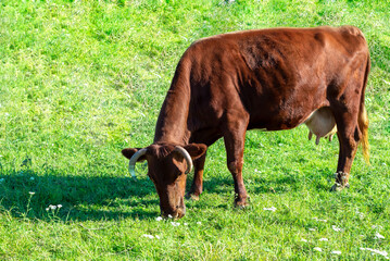 Red steppe dairy breed of cows grazes on a green meadow