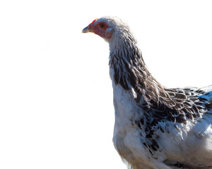 chicken meat egg breed Brahma on a white background close-up