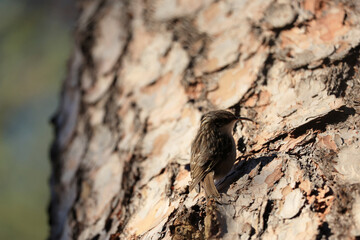 タンシキバシリ