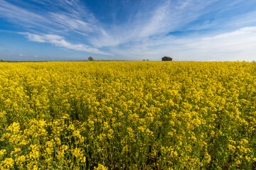 Fototapeta premium rapeseed field