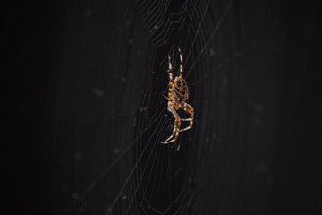 spider on the web