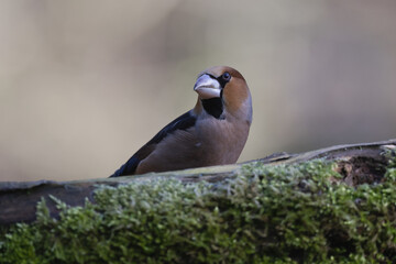 bird on a branch
