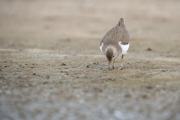 Brodziec piskliwy żerujący blisko w piasku na plaży