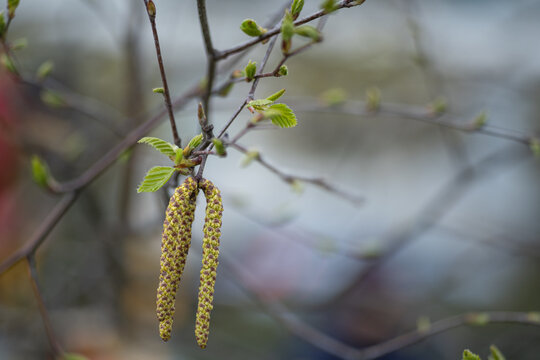 birch blossom close-up growing on a branch on a blurred background
