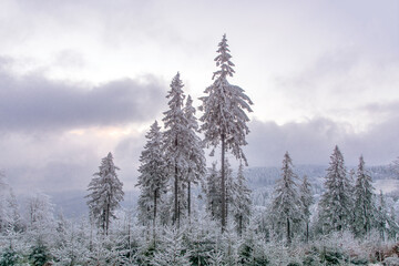 pine forest in winter