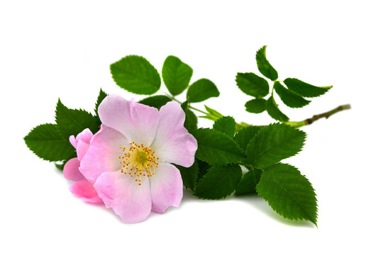 Hundsrose