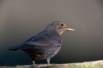 blackbird on a branch