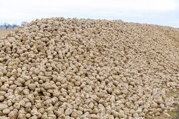 Sugar beet, raw material for sugar production. A pile of sugar beets in the field.