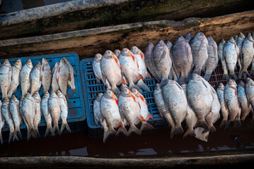 Freshly caught river fish in a canoe from the Magdalena river. Colombia