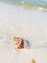 Junonia Shell  