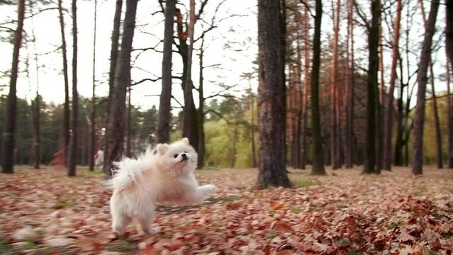 Close-up shot of cute dog playing along colorful autumn leaves. Playful puppy of Spitz Pomeranian enjoying fresh morning in the woods. High quality FullHD footage
