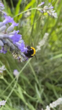 abejorro recolectando polen en lavanda en c&aacute;mara lenta