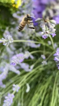 abeja recolectando polen en lavanda en c&aacute;mara lenta