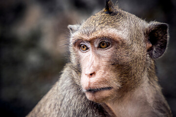 close up of a long tailed macaque