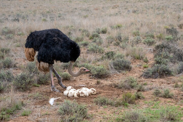 Male African Ostrich Guarding Nest with over a Dozen Eggs