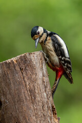A Great spotted woodpecker (Dendrocopos major) perched on a tree trunk. Le Pic épeiche.