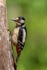A Great spotted woodpecker (Dendrocopos major) perched on a tree trunk. Le Pic épeiche.