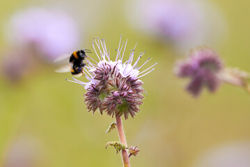 Bumblebee collecting nectar from Lacy phacelia ( Phacelia tanacetifolia ) Blue tansy flowering plant