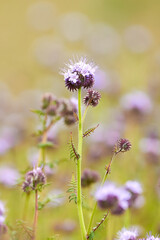 Lacy phacelia flowering plant  ( Phacelia tanacetifolia ) Blue tansy
