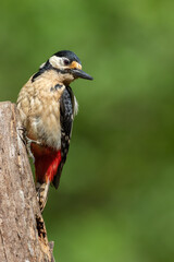 A Great spotted woodpecker (Dendrocopos major) perched on a tree trunk. Le Pic épeiche.