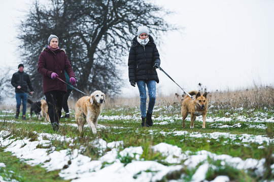 Outdoor view of three volunteers - two woman in the foreground and one man in the background - walking with shelter dogs. Voluntary walks with shelter dogs. Winter season. High quality photo