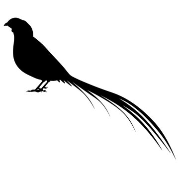 recommend clip art: Silhouette of a pheasant for a hunting logo. Silhouette of a bird with a big tail. Tropical bird isolated illustration.