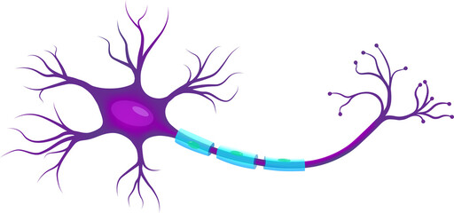 Neuron, Neurone, or Nerve Cell - Anatomy and Histology nerve cell - PNG format - Axon, Schwann Cell, Dendrite, Synapse