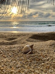 shell on the beach. Sea waves. Beach with waves. Sea foam. Sunset. Sand beach. Shell on the sand