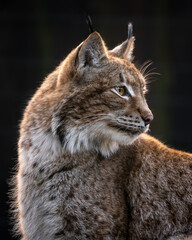 Luchs blick seitlich